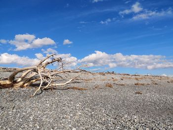 Dead tree on a beach against sky