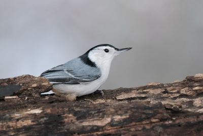 Close-up of bird perching on rock