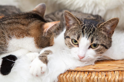 Close-up portrait of a cat