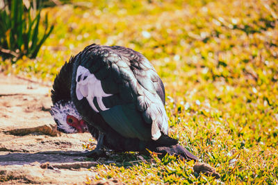 Close-up of a bird