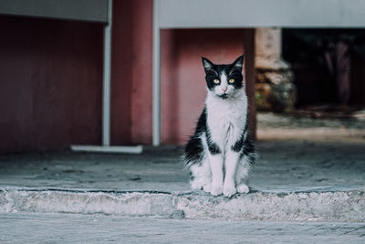 Portrait of cat