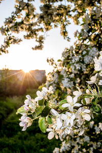 Close-up of fresh white flowering plant against sky