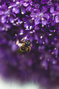 Close-up of bee pollinating on purple flower