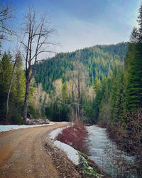 Road amidst trees against sky