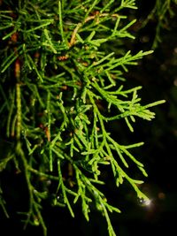 Close up of leaves