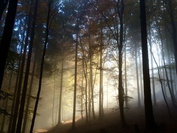 Sunlight streaming through trees in forest