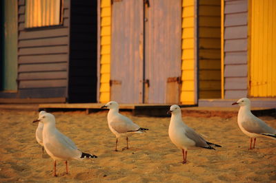 Seagulls perching on sand against beach huts