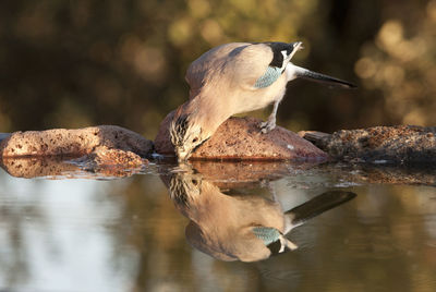 Bird perching on a lake