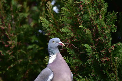Close-up of bird perching on a tree