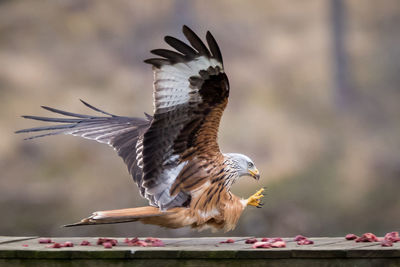 Close-up of eagle flying