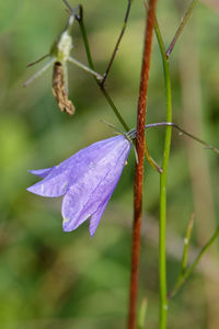 Close-up of purple flowering plant