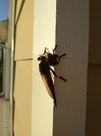 Close-up of bee on wall