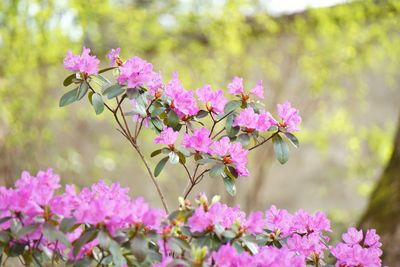 Close-up of pink flowering plant