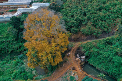 High angle view of trees in forest