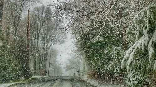 Road amidst trees during winter