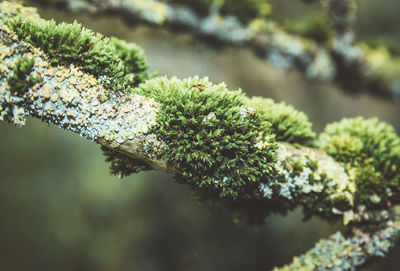 Close-up of lichen growing on tree