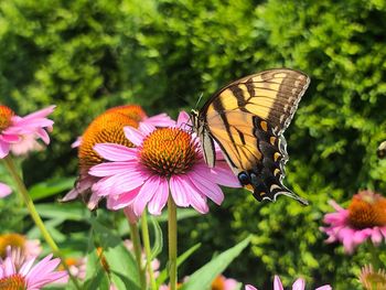 A giant swallowtail on an eastern purple coneflower