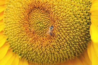 Close-up of insect on yellow flower