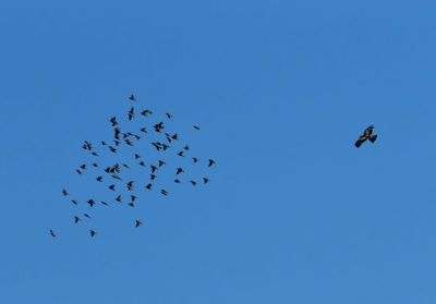 Low angle view of birds flying in sky