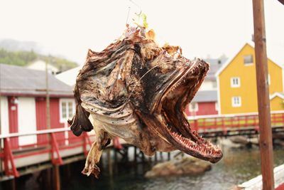 Close-up of dead fish hanging against clear sky