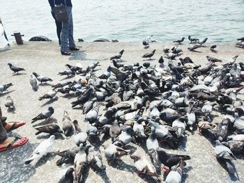 View of birds on beach