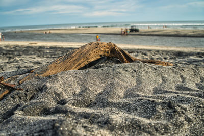 Close-up of driftwood on beach