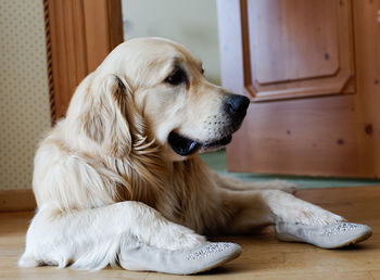 Close-up of dog wearing shoes while lying on wooden floor at home