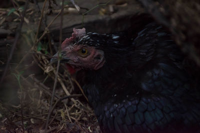 Close-up of a bird