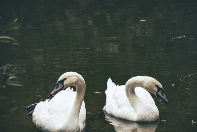 Swans swimming in lake