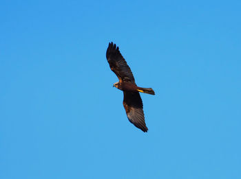 Low angle view of bird flying against clear blue sky