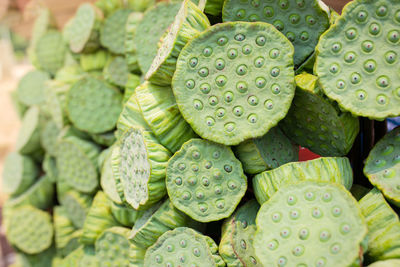 Fresh green lotus seed pod are bind of group for sale. green lotus seeds can eat for healthy food.