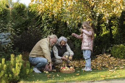 Grandparents and granddaughter picking apples in a basket in garden