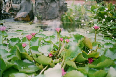 Close-up of pink flowering plant