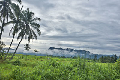 Scenic view of palm trees on field against sky