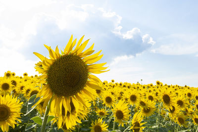 Close-up of sunflower on field against sky