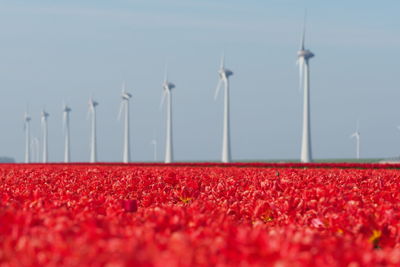 Red flowers on field by windmills against clear sky during sunny day