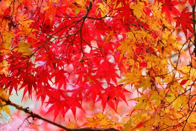 Close-up of maple tree during autumn