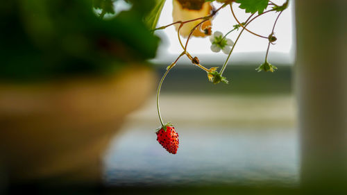 Close-up of strawberries