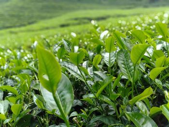 Close-up of tea plants growing on field