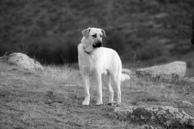 Portrait of dog standing on field