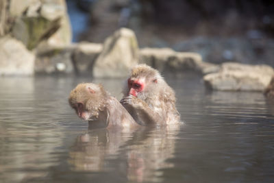 Monkey in the lake