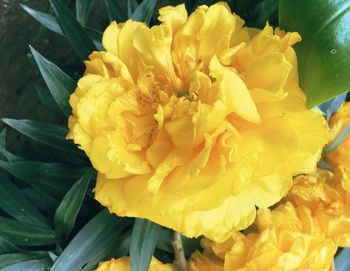 Close-up of yellow flower