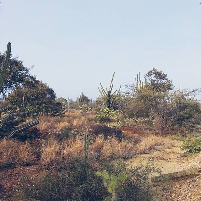 clear sky, tree, growth, copy space, tranquility, tranquil scene, plant, nature, field, landscape, beauty in nature, grass, scenics, sky, day, non-urban scene, rural scene, outdoors, growing, no people