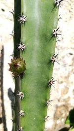 Close-up of cactus plant