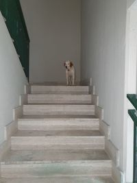 Portrait of a cat standing on staircase in building