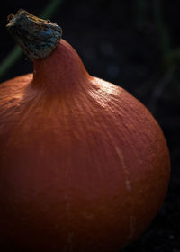 Close-up of pumpkin