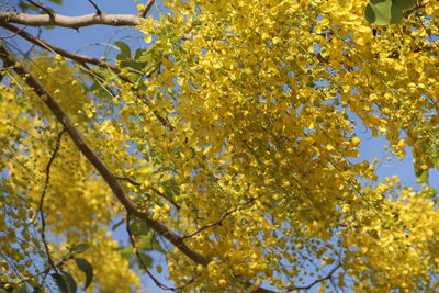 Low angle view of flowering plant against trees