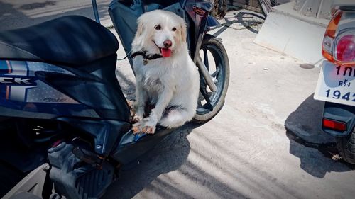 High angle view of dog standing on cart