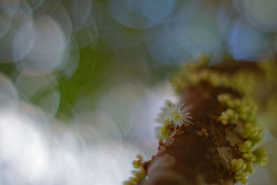 Close-up of plants