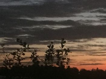 Silhouette trees on landscape against sky during sunset